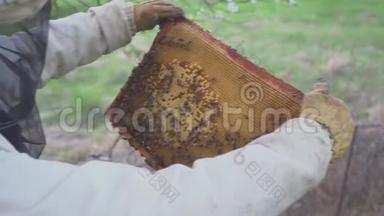 蜂窝上的蜜蜂。 收获蜂蜜。 养蜂人轻轻地从框架中移除蜜蜂。 日记宏。 高清高清